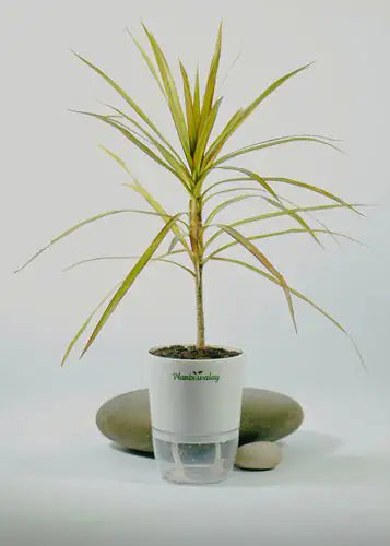 How to Care Tulsi Plant in Winter Season - plantswalay