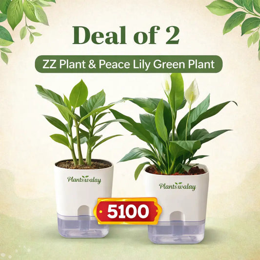 Deal of 2 - Zz plant, Peaclilly (green) Plant - with self watering pot