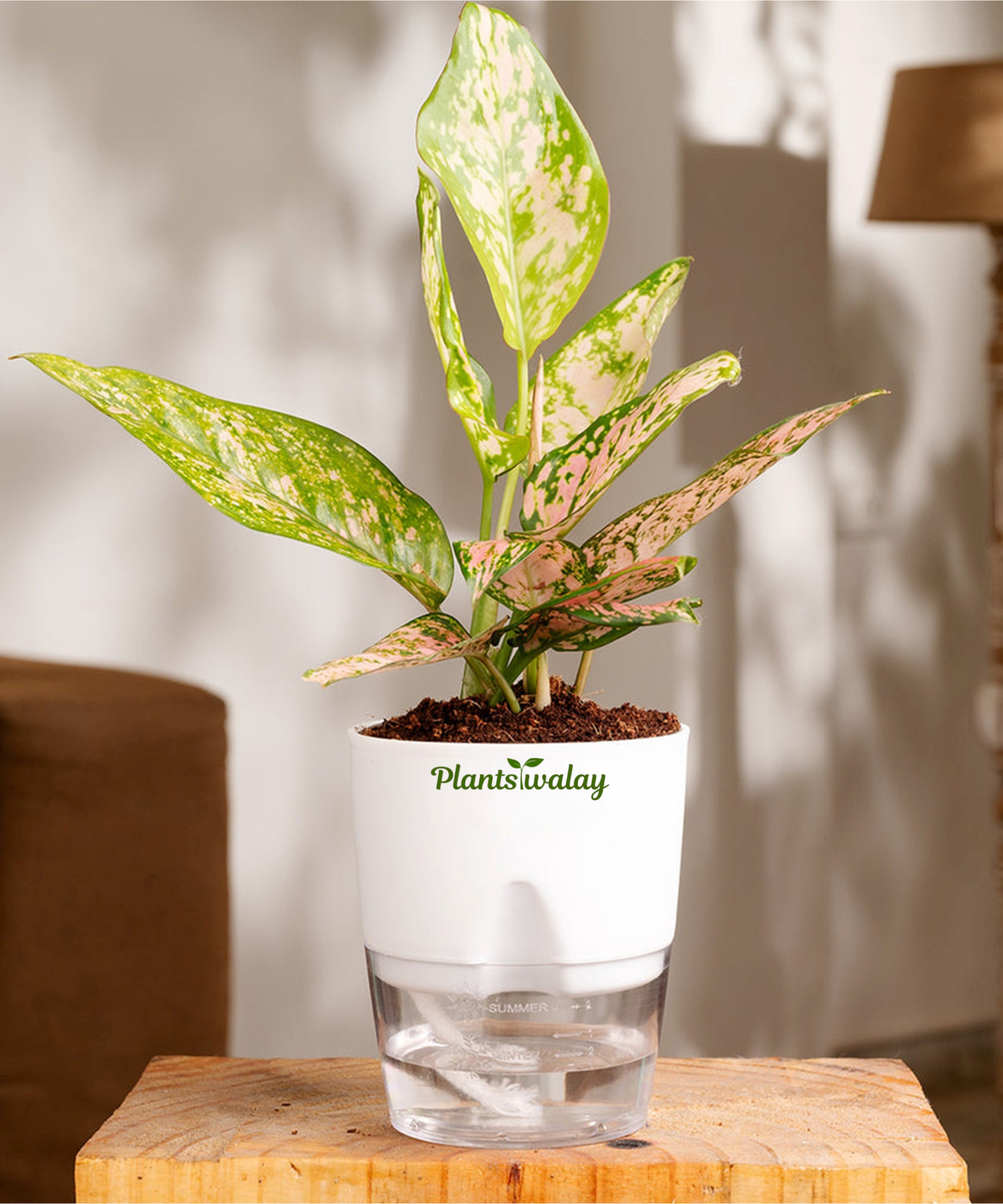aglaonema lipstick benefits Aglonema Lipstick plant (Small ) with self watering pot – plantswalay