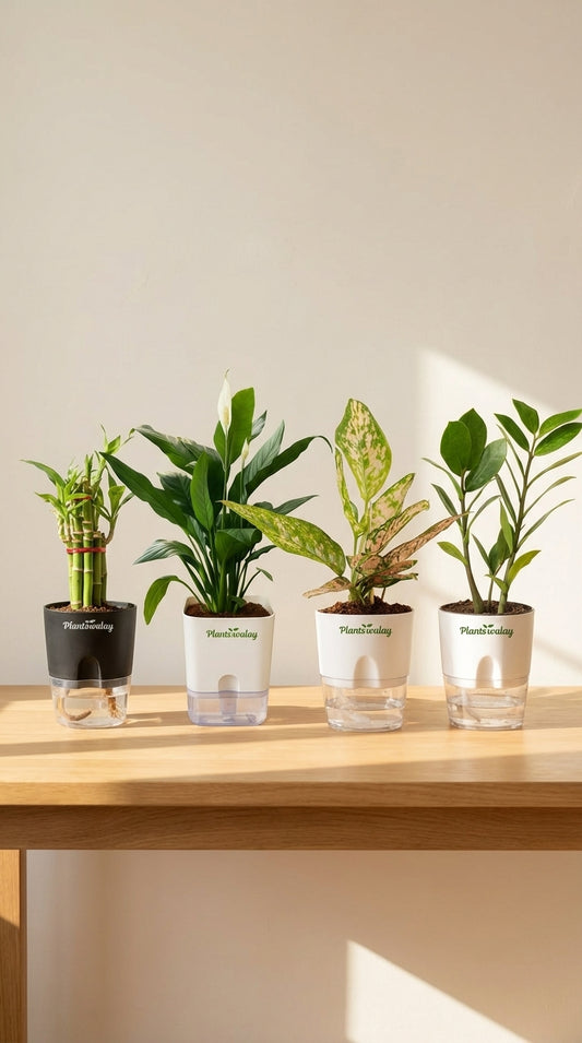 Deal of 4 -Peaclilly (green) Plant, Lucky Bamboo,Aglonema Lipstick plant,Zz plant- with self watering pot
