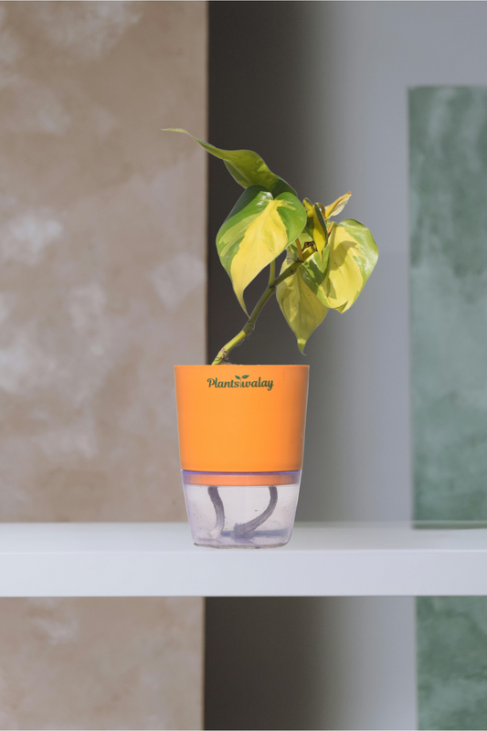 Money plant verigated with self watering pot