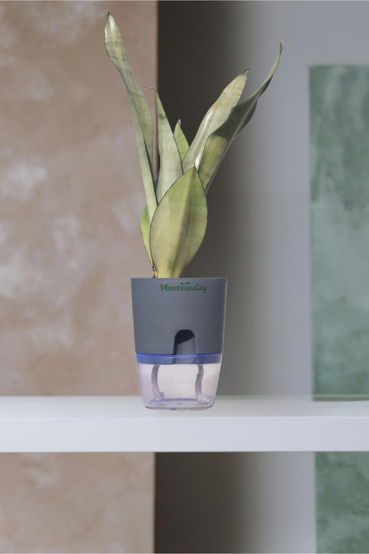 Snake Moonshine with Self-Watering Pot