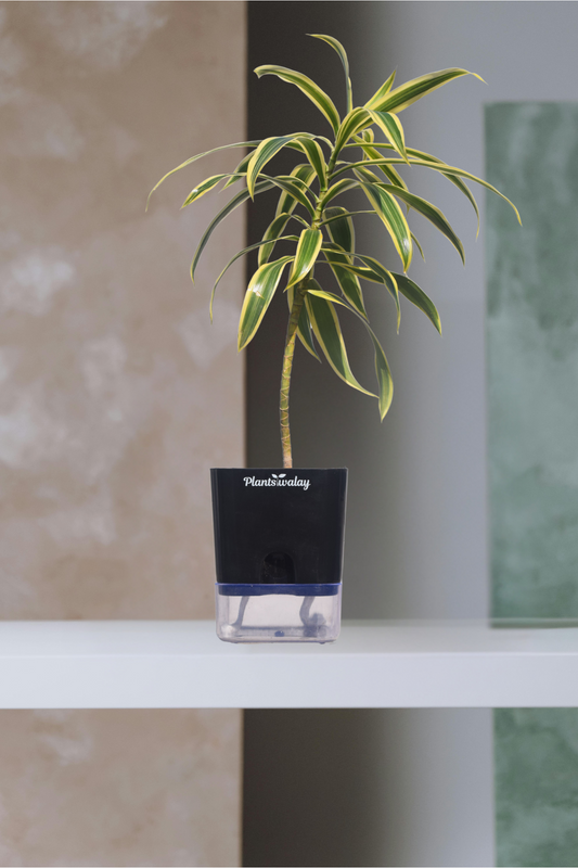 Song of India (Dracena Reflexa) Plant with Self-Watering Pot