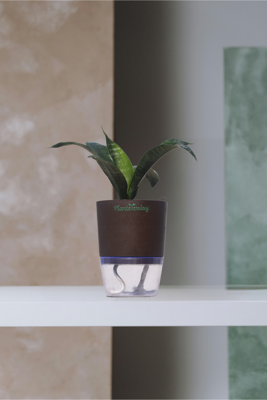 dwarf green snake with self watering pot