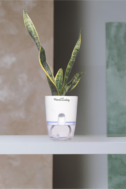 Sansevieria Laurentii Variegated Snake Plant with Self-Watering Pot