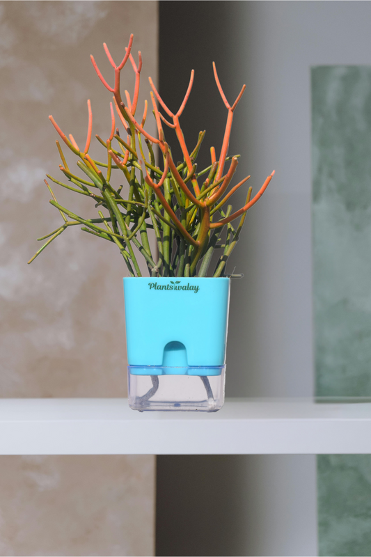 Pencil cactus with Self-Watering Pot