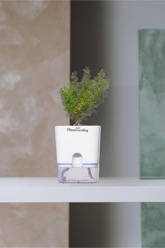 Asparagus Merry Fern With Self Watering Pot