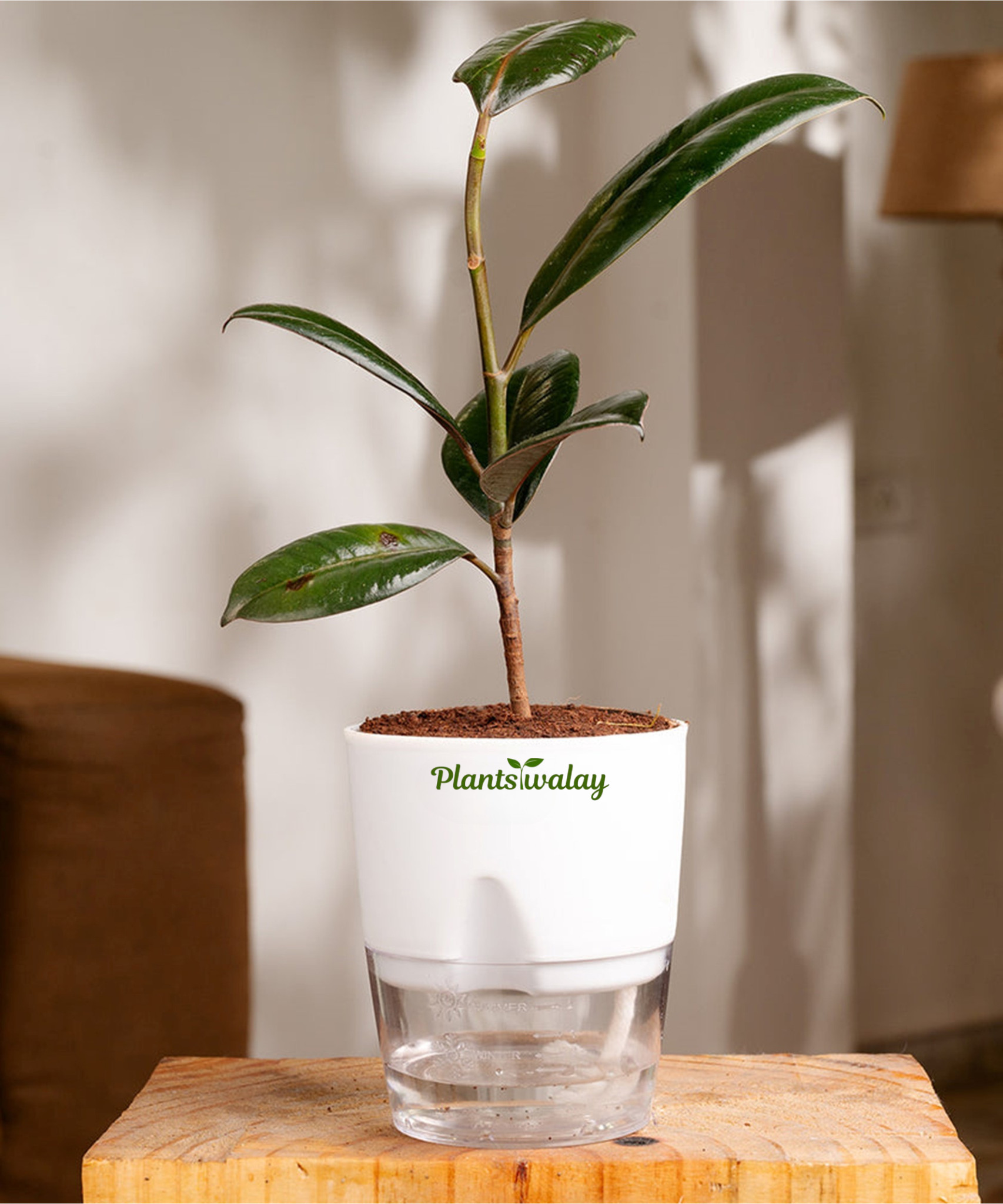 indoor rubber plant watering Black rubber with self watering – plantswalay