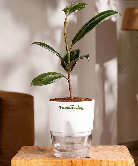 Black rubber with self watering