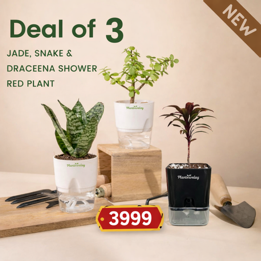 Deal of 3 - Jade Plant, Dwarf Snake ,Dracena Red Shower - with self watering pot