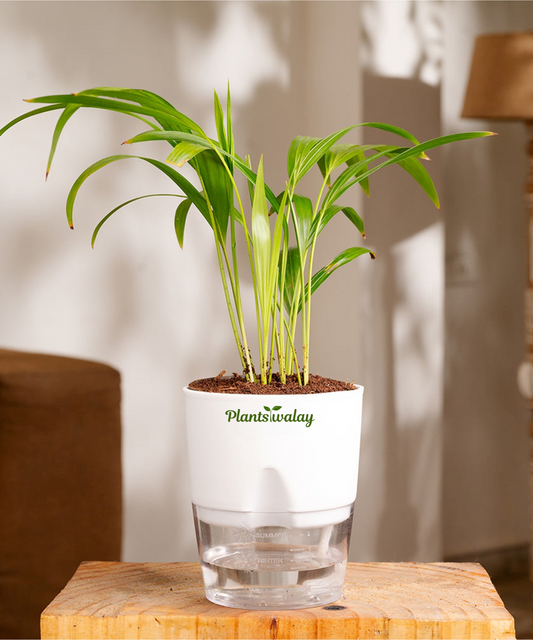golden areca palm with slef watering pot