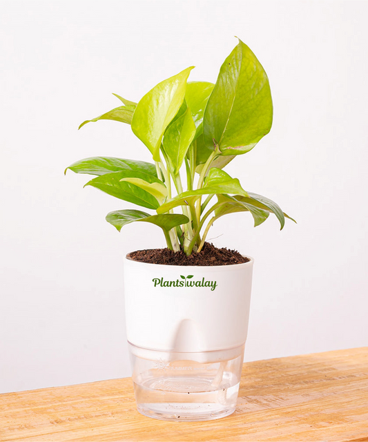 Money Plant with Self-Watering Pot