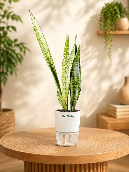Green Snake Plant with Self-Watering Pot