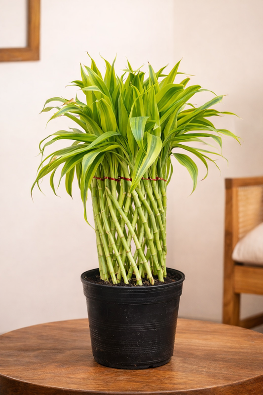 Bamboo Round Grill Plant