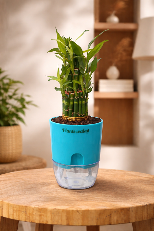 Lucky Bamboo with self watering pot
