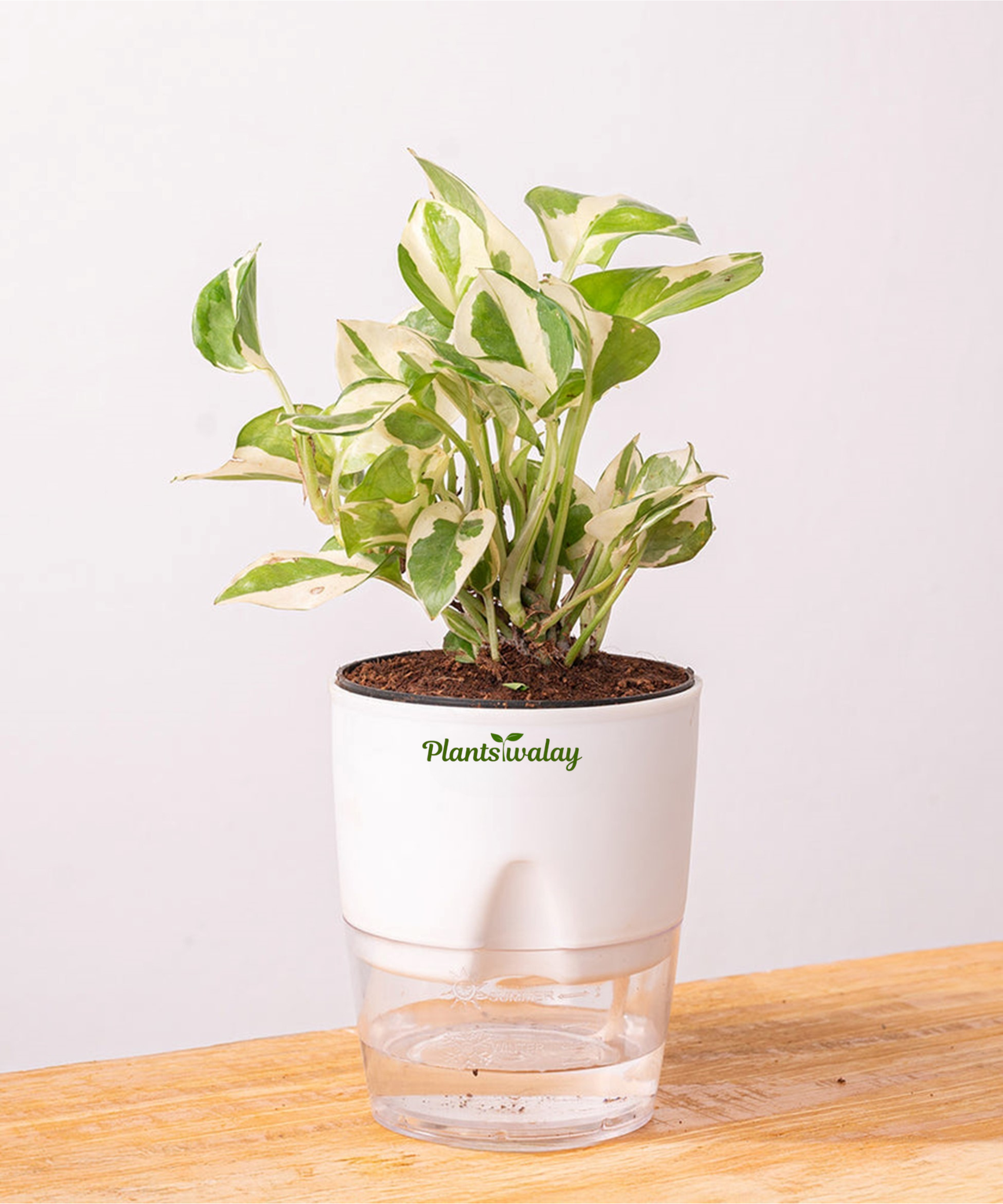 money plant watering schedule Money Plant N'Joy with Self-Watering Pot