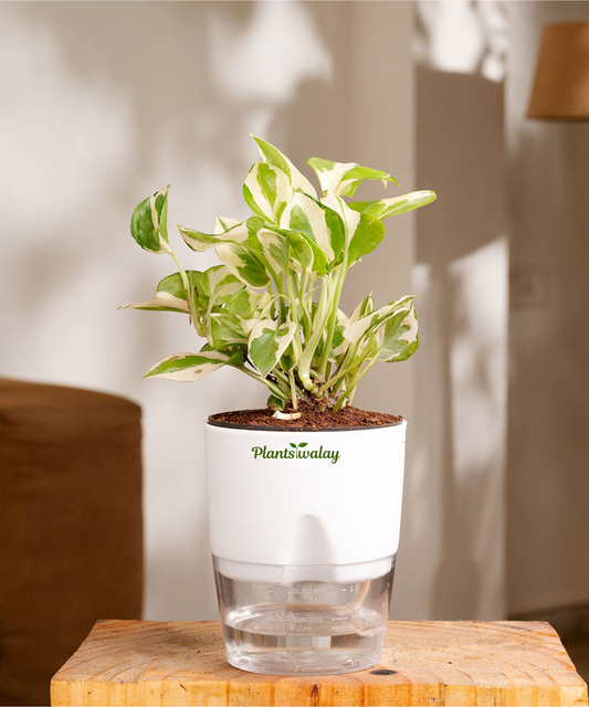 Money Plant N'Joy with Self-Watering Pot