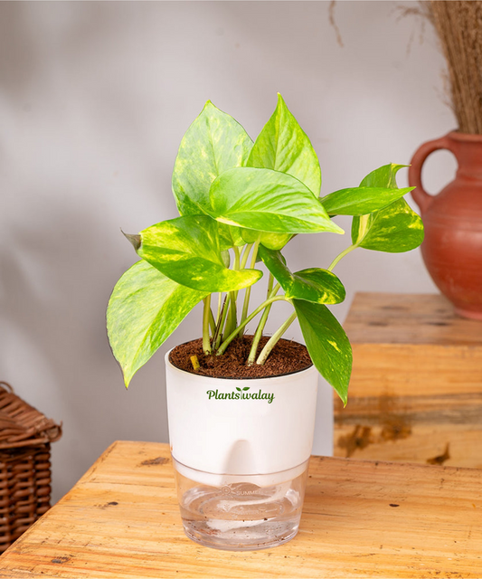 Money plant verigated with self watering pot