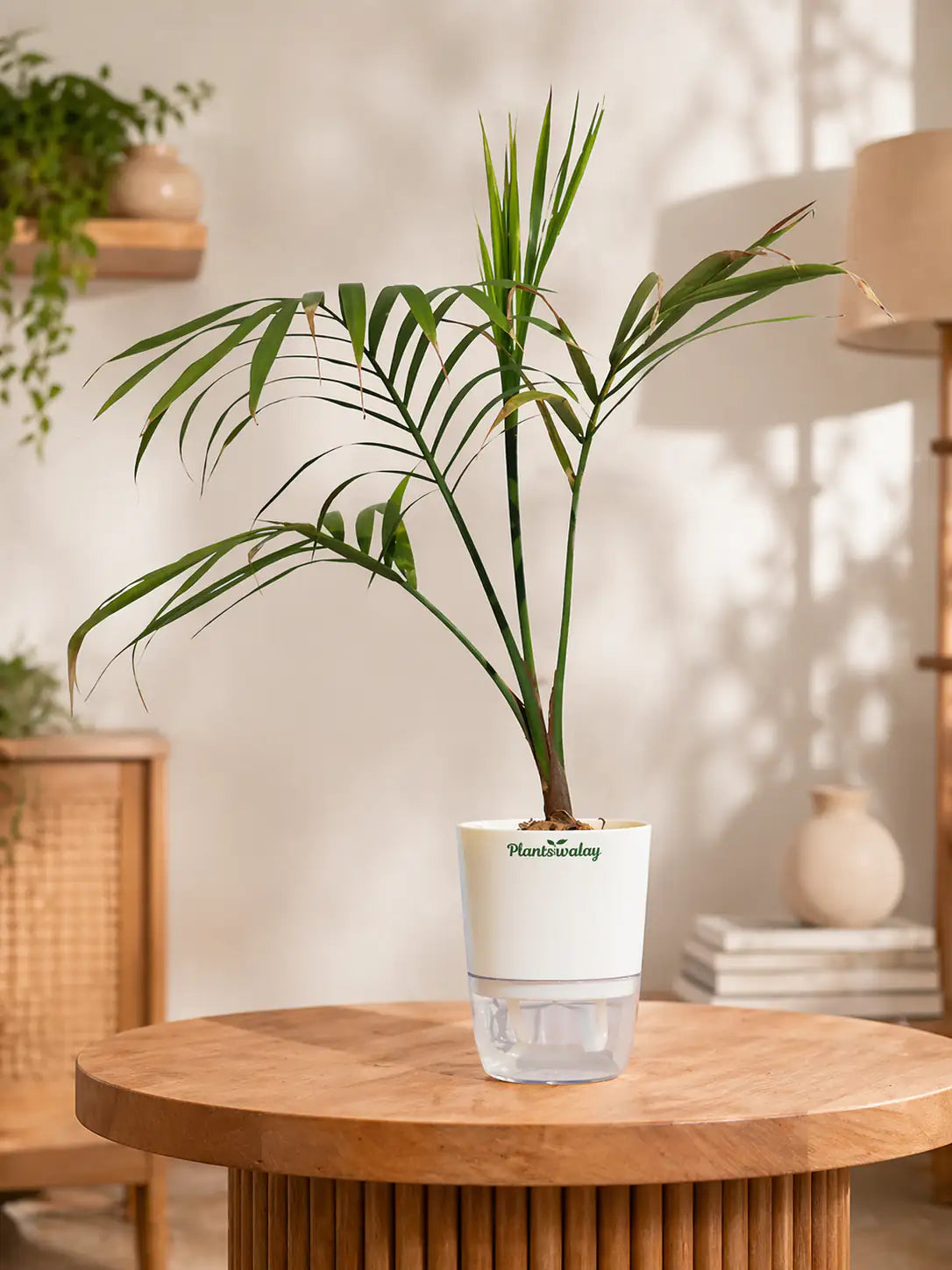 pot for parlor palm Parlor palm With self watering pot