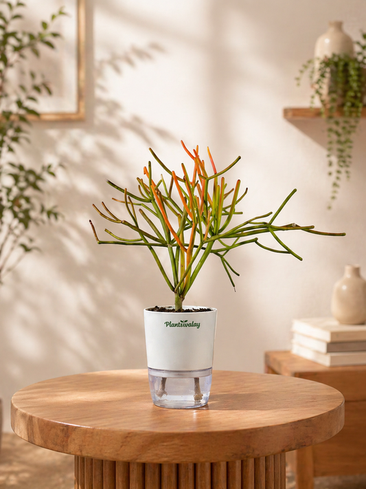 Pencil cactus with Self-Watering Pot