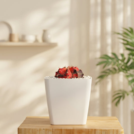 gymno-cactus-black-sea