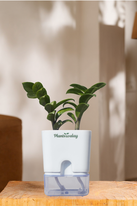 Zamioculcas Zamiifolia-Zamia (ZZ) Plant With Self Watering Pot