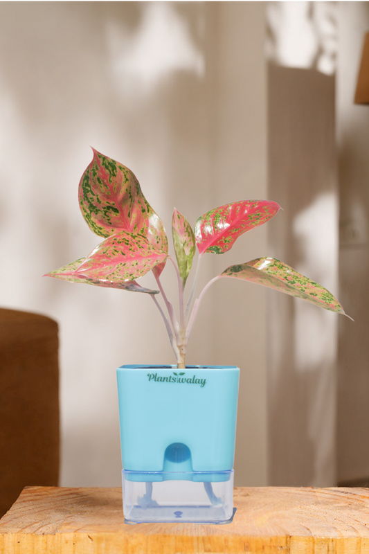 Aglaonema red Lipstick plant with self watering pot