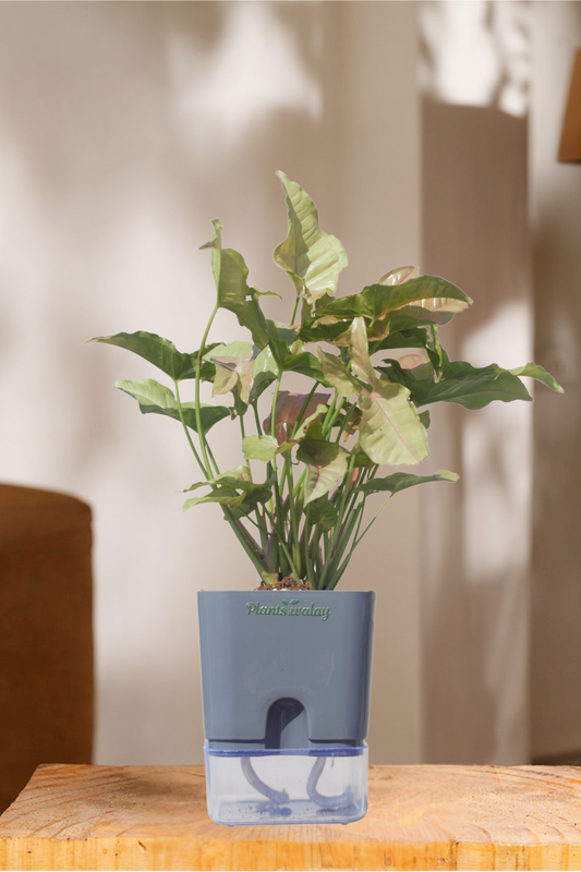 Syngonium Pink with Self-Watering Pot