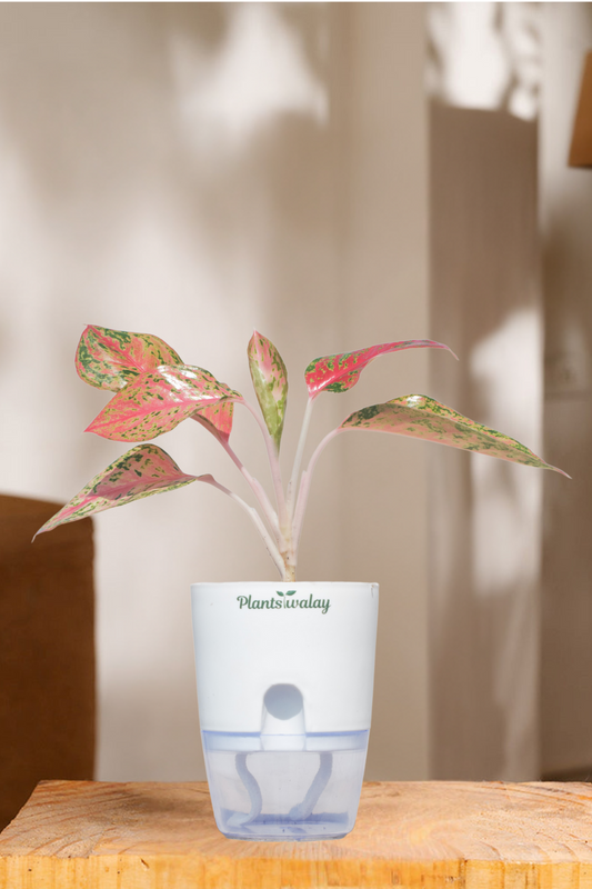 Aglaonema red Lipstick plant with self watering pot