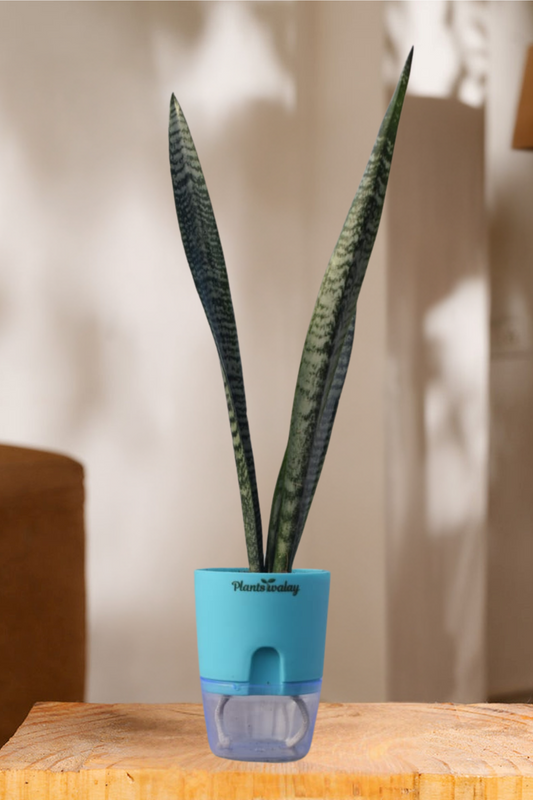 Green Snake Plant with Self-Watering Pot