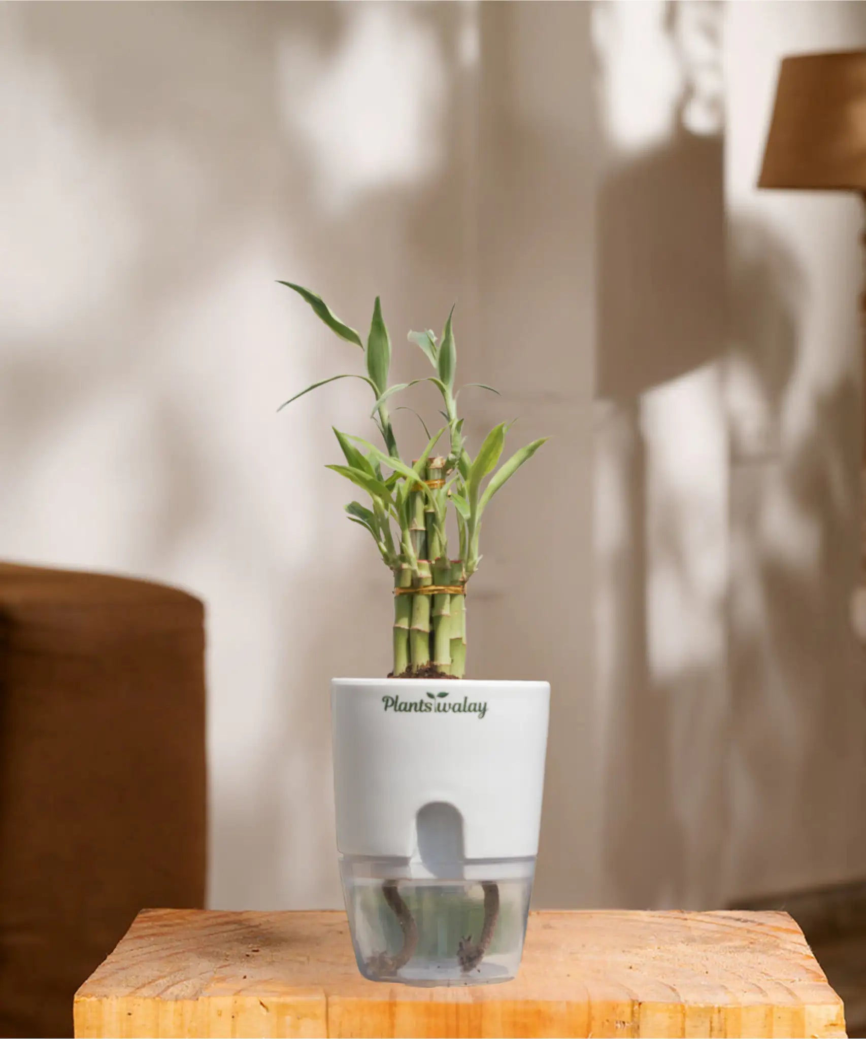 Lucky Bamboo with self watering pot – plantswalay
