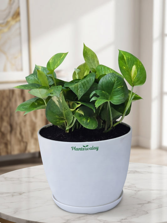 Money Plant with large pot