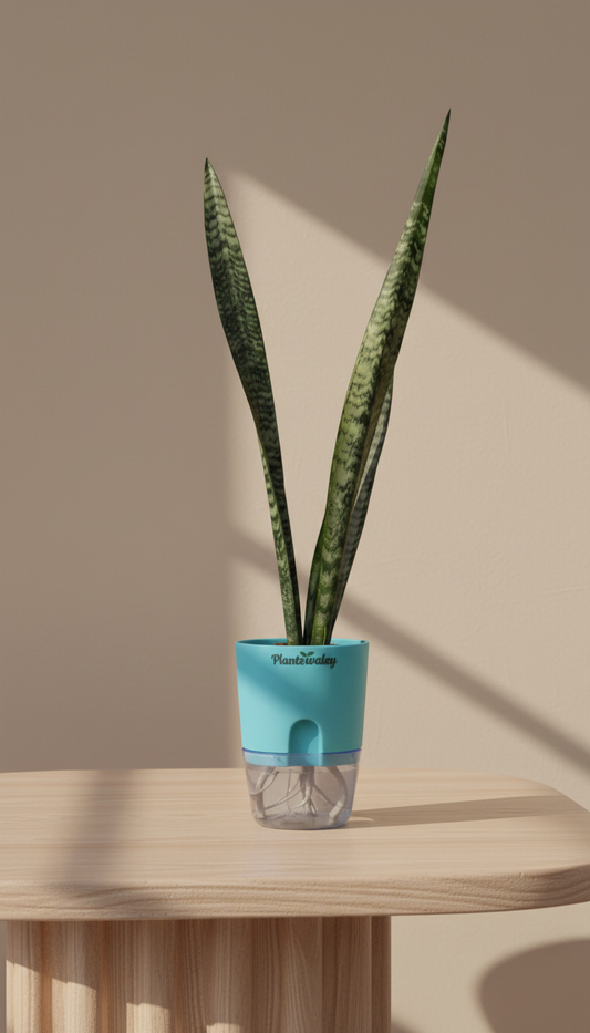 Green Snake Plant with Self-Watering Pot