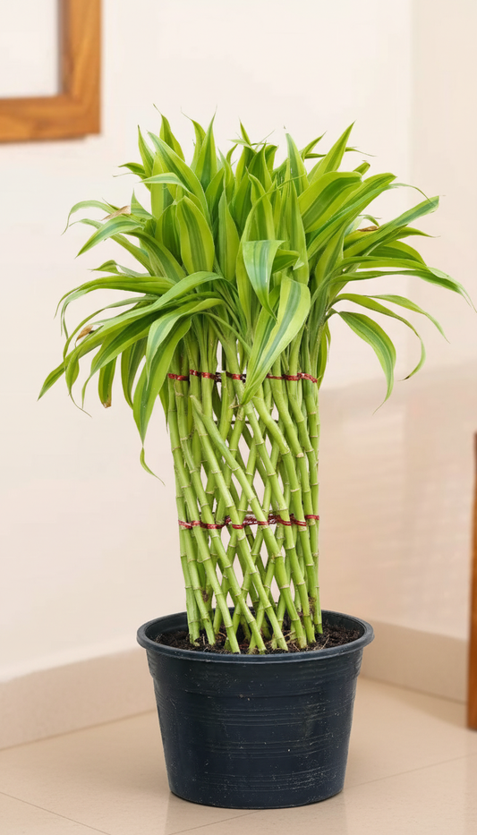 Bamboo Round Grill Plant