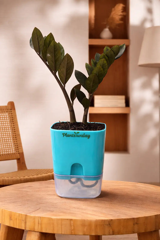 Zz Black (Zamioculcas Zamiifolia-Zamia) Plant With Self Watering Pot