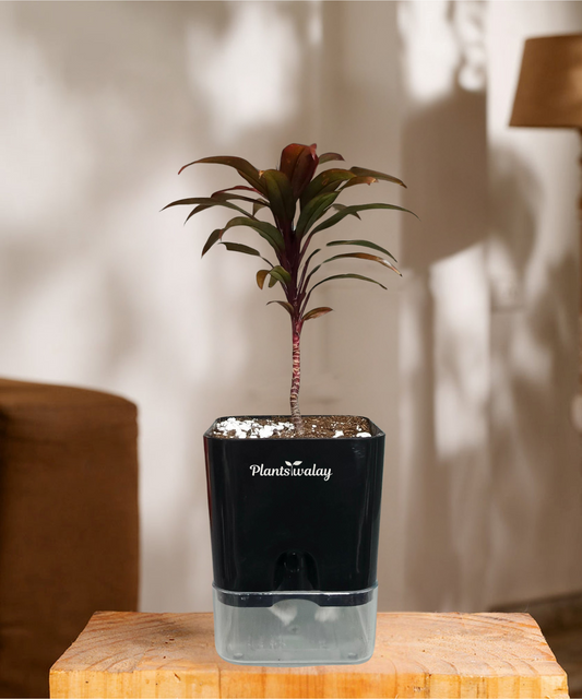 Deal of 3 - Jade Plant, Dwarf Snake ,Dracena Red Shower - with self watering pot