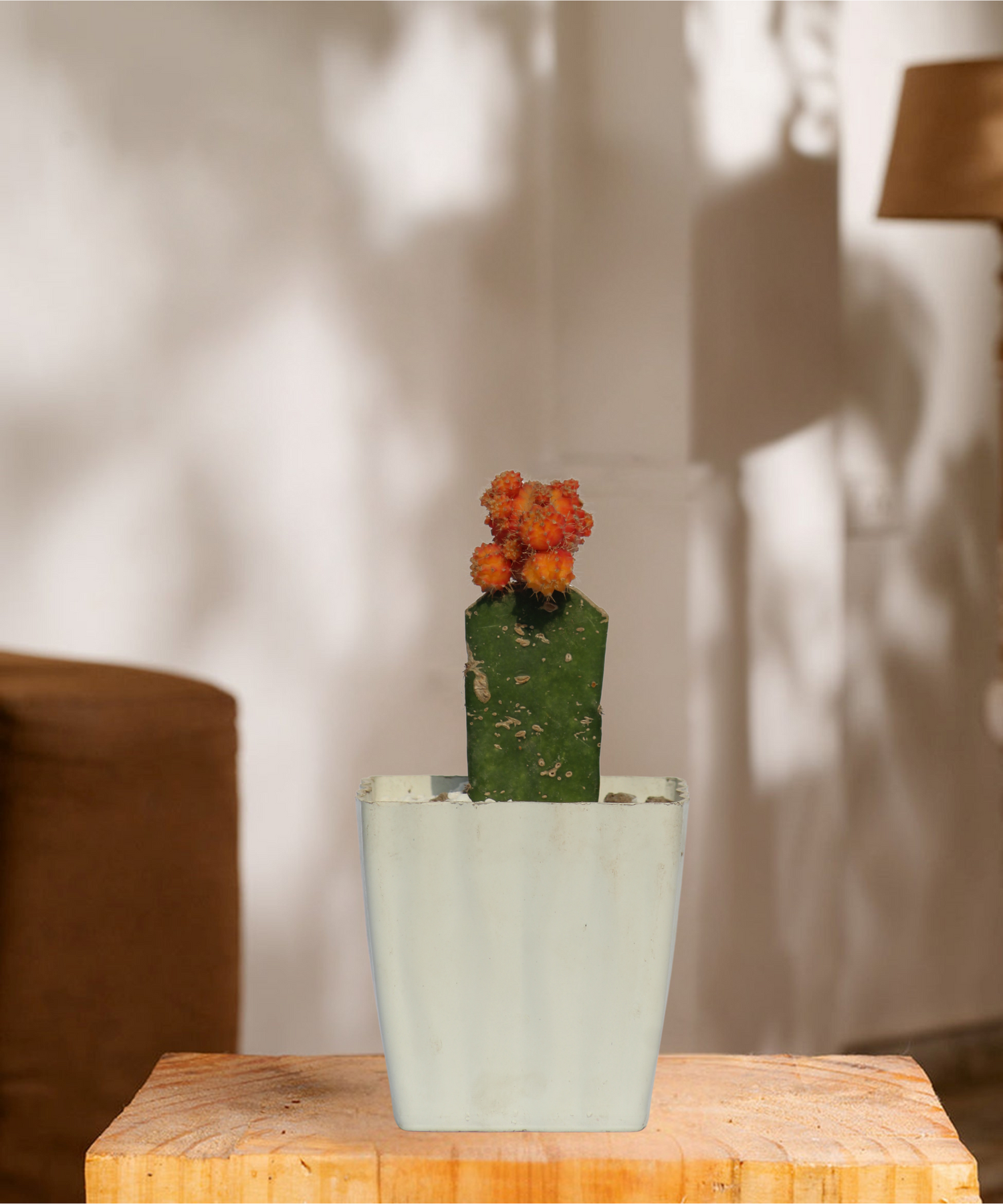 Cectus and seculants