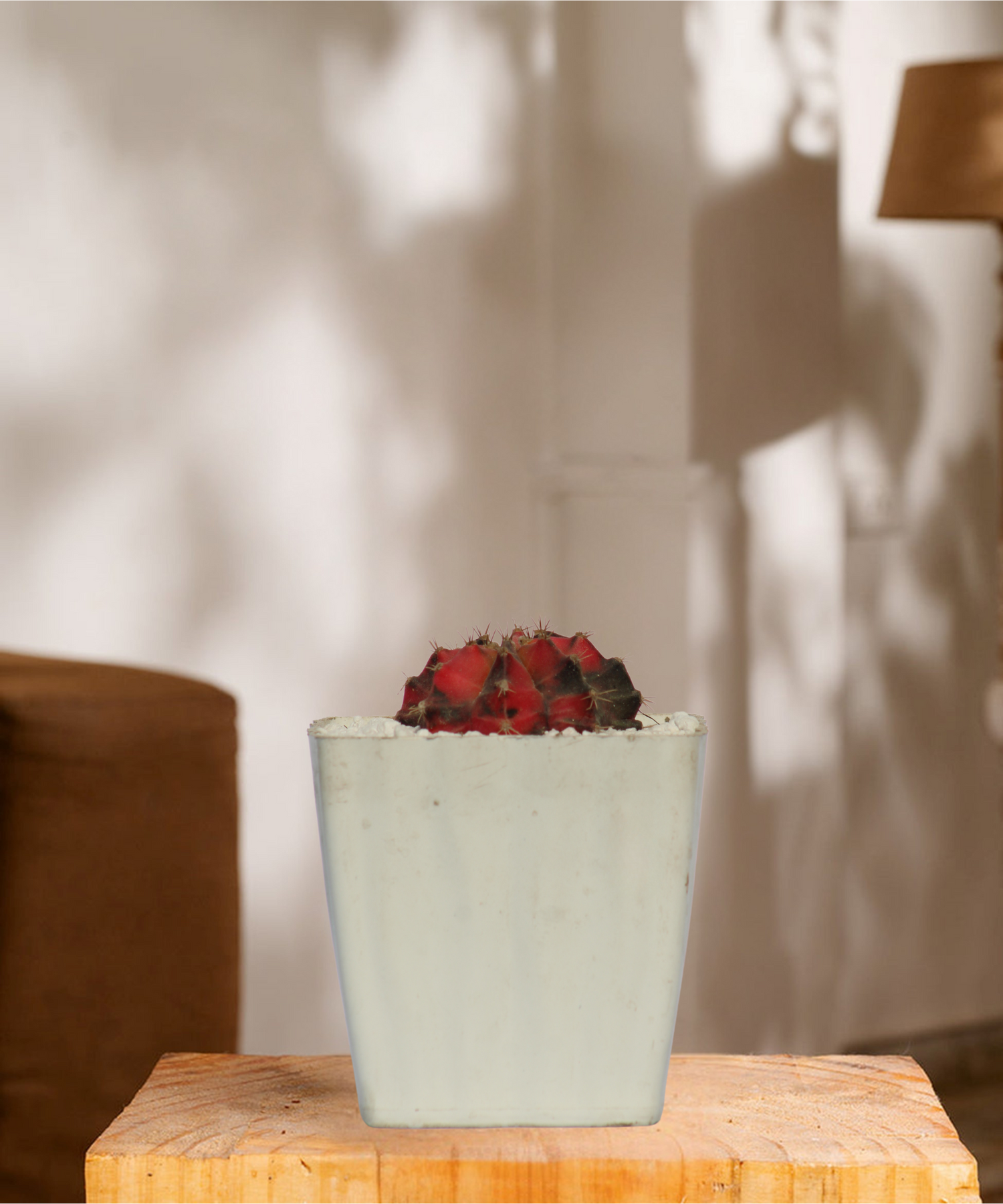 Cectus and seculants