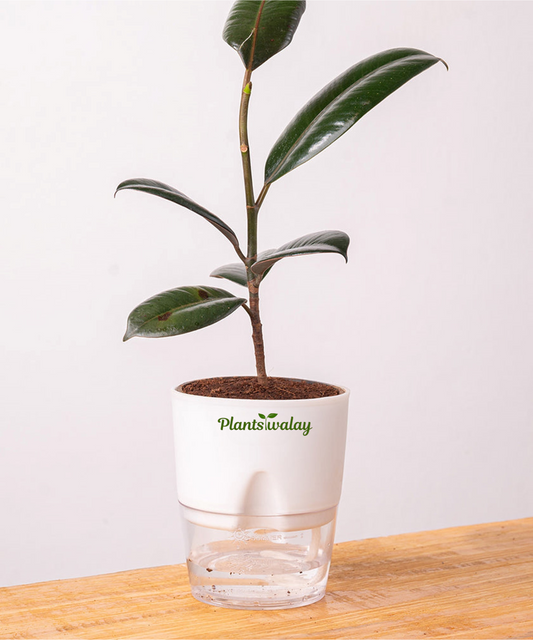 Black rubber with self watering