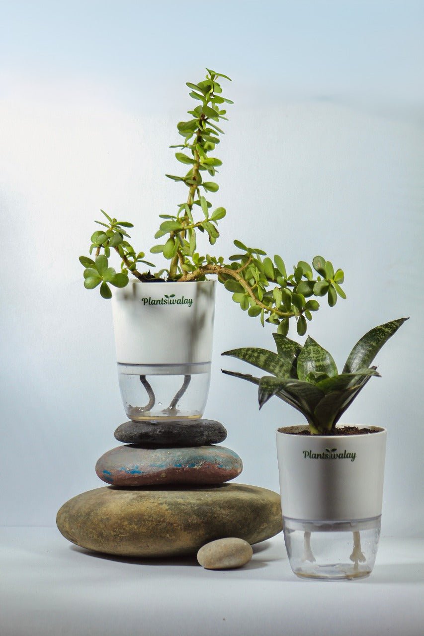 plant pot combo Combo of Two Jade Plant & Dwarf Snake Plant With Self Watering Pot – plantswalay