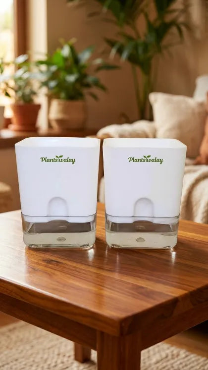 Set of 2 Self Watering Square Pots (Without Plant)