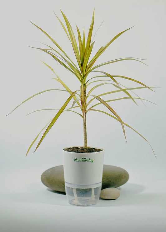 Dracaena Marginata Plant with Self - Watering Pot - plantswalay