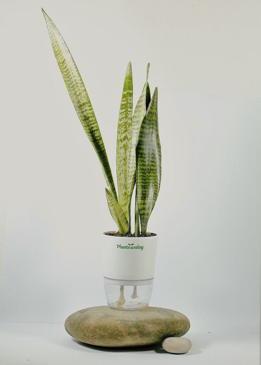 Green Snake Plant with Self - Watering Pot - plantswalay