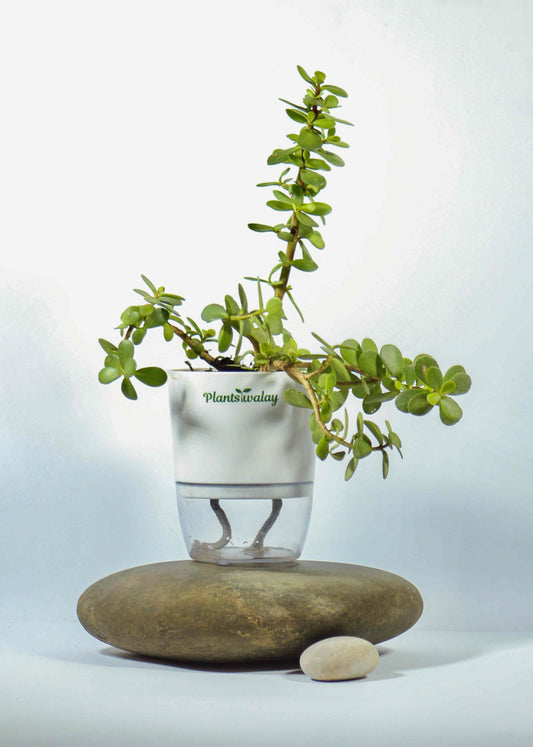 Jade Plant with Self - Watering Pot - plantswalay
