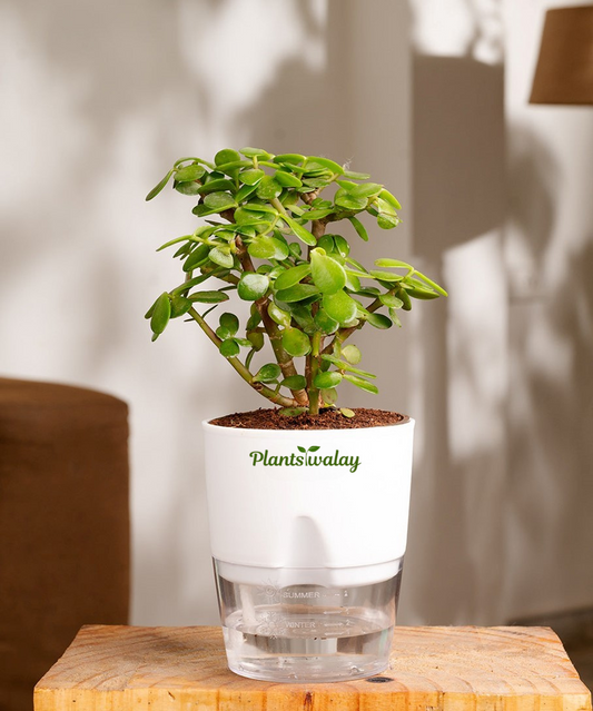 Jade Plant with Self-Watering Pot