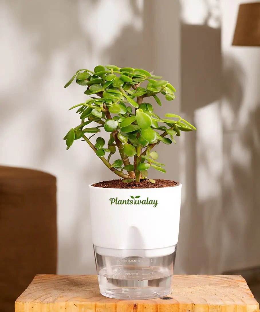 jade planter pot Jade Plant with Self-Watering Pot – plantswalay
