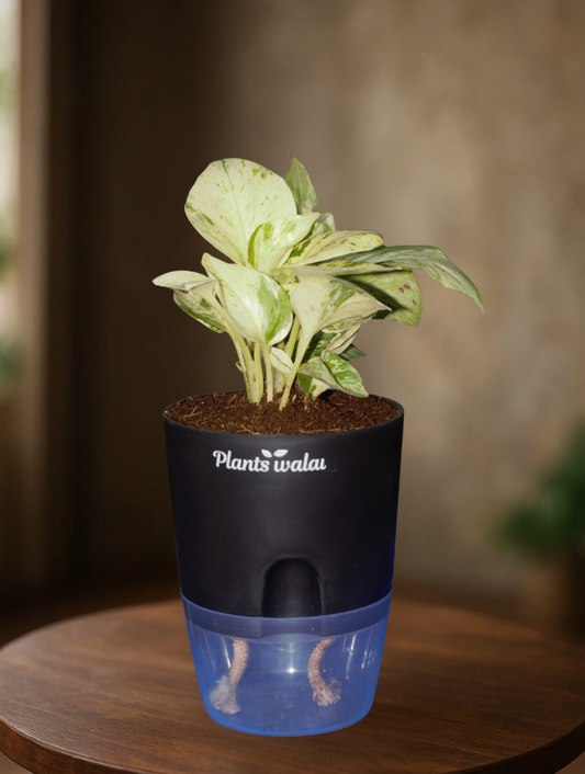 Money Plant Marble Queen with Self-Watering Pot