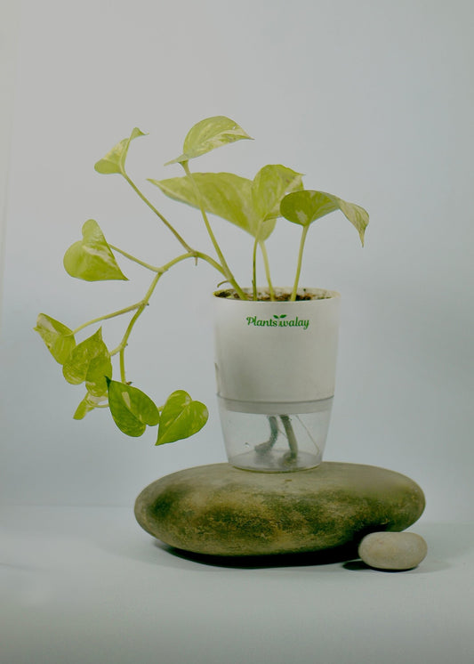Money Plant with Self - Watering Pot - plantswalay