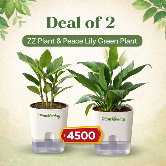 Deal of 2 - Zz plant, Peaclilly (green) Plant - with self watering pot