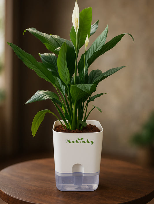 Peace lily (green) With self watering pot